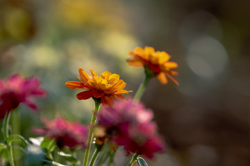 Shallow depth of field of wild yellow red flowers in the garden