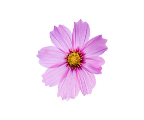 Fototapeta premium Pink cosmos flower on white background. with clipping path.