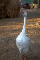 A Chinese geese showing dominance in a Animal shelter farm
