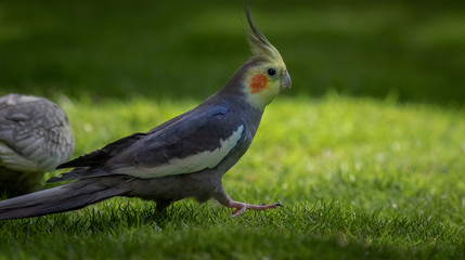 grey male cockatiel walking on the lawns in a bright sunny day