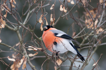 Eurasian bullfinch pyrrhula pyrrhula male sitting on branch of ash tree eating seeds. Cute bright red wintering bird in wildlife.