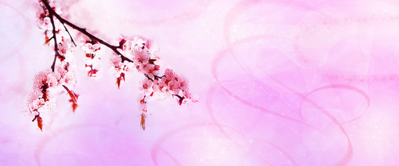 Cherry pink blossoms close up. Blooming cherry tree. Spring floral background. Place for text