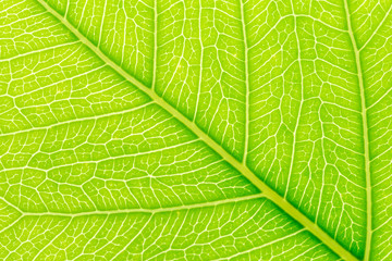Natural green leaf background with light behind for graphic design.