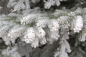 Christmas tree in frost and snow