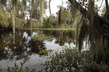 Reflection in Louisiana swamp