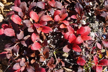 Close up of alpine plants on Jonen mountains (Japan alps / Japanese mountains)