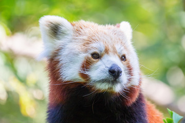 The red panda in close-up view, latin name Ailurus fulgens.