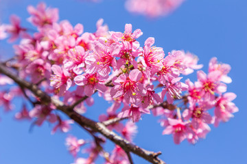 Closeup of Wild Himalayan Cherry (Prunus cerasoides) or thai sakura flower at khun chang kian, Chiang Mai, Thailand.