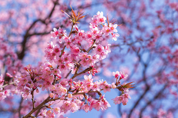 Closeup of Wild Himalayan Cherry (Prunus cerasoides) or thai sakura flower at khun chang kian, Chiang Mai, Thailand.