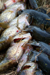 Summer fishing on the lake, Perccottus glenii