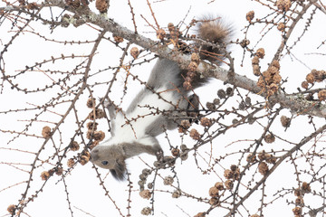Squirrel