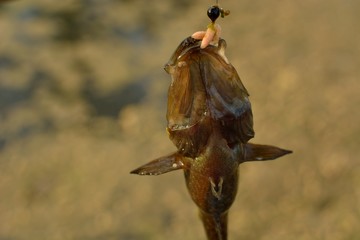 Summer fishing on the lake, Perccottus glenii
