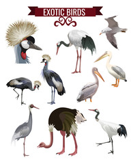 Exotic birds set in realistic style design