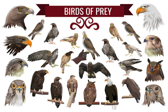 Set Of Birds Of Prey, Vector Illustrations