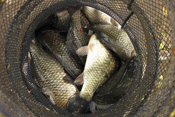 Summer fishing for carp on the lake