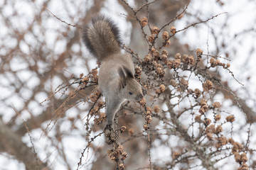 Squirrel