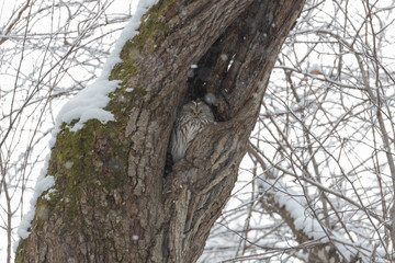 Fototapeta premium Uralowl