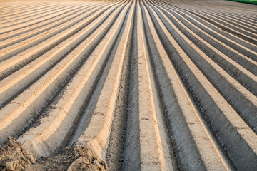 Vorbereiteter Acker zum Kartoffelanbau