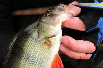 Summer fishing, perch fishing spinning reel on the lake