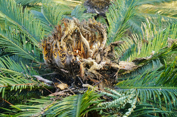 Naklejka premium Cypress and cypress stamens