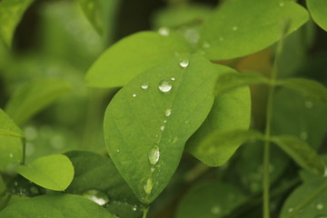Close up shot of water drops on the single or lot of green leafs on the garden, rain drops on the single or lot of green leafs in the garden