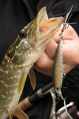 Summer fishing, pike fishing, spinning on the lake