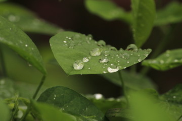 Close up shot of water drops on the single or lot of green leafs on the garden, rain drops on the single or lot of green leafs in the garden