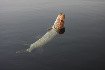 Summer fishing, pike fishing, spinning on the lake