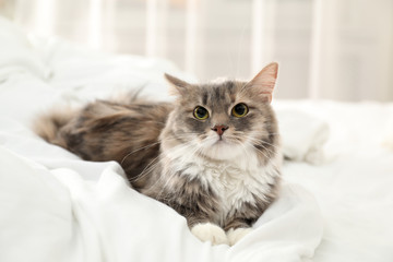 Fototapeta na wymiar Cute cat lying on bed at home. Domestic pet