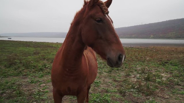 Close-up portrait of a brown horse in the fog