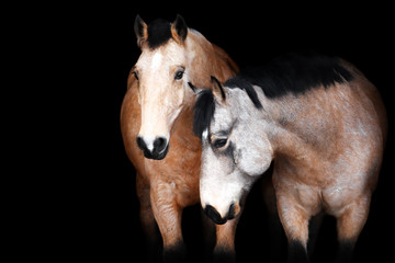 two brown horses with white signs standing on black background isolated
