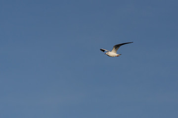 Möwe von der Seite von rechts nach links fliegend