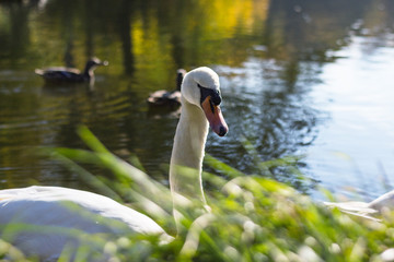 White swan in lake