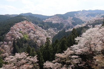 Mt. Yoshino 