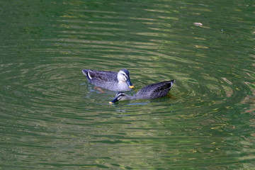 eastern spot billed duck in water