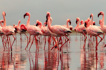 Wild african birds. Group birds of pink african flamingos  walking around the blue lagoon on a sunny day - obrazy, fototapety, plakaty