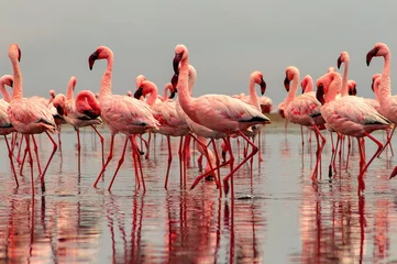 Poster Wild african birds. Group birds of pink african flamingos  walking around the blue lagoon on a sunny day © Yuliia Lakeienko