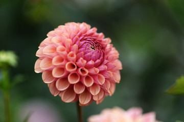Dahlia flower head