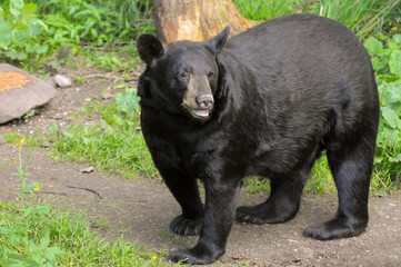Black Bear standing in Woods 