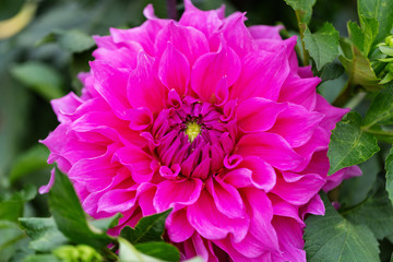 dahlia, flower, nature, pink, garden, purple, flowers, plant, green, summer, beauty, beautiful, blossom, petal, spring, flora, bloom, macro, floral, color, field, autumn