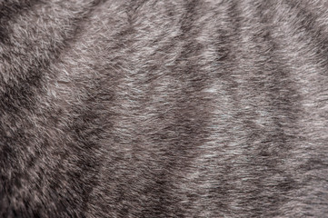 close up of fluffy stripped grey tabby cat fur for texture background