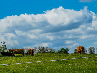 Schottische Hochland Rinder auf der Weide