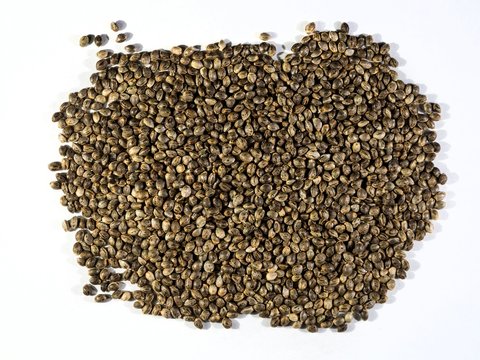 Many Cannabis hemp seeds laying on the table