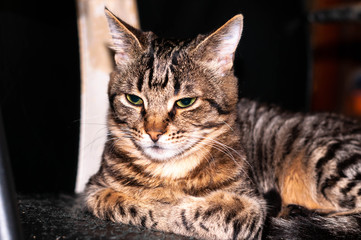 selective focus of cute brown tabby cat with green eyes looking away on couch at home