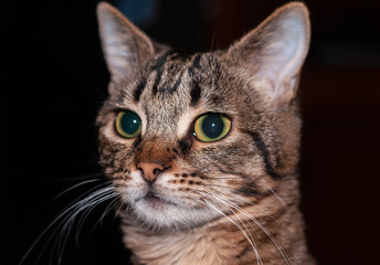 portrait of cute brown tabby cat with green eyes looking away on dark background