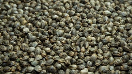 Many Cannabis hemp seeds laying on the table