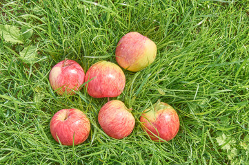 Fallen ripe apples under the apple tree on the grass
