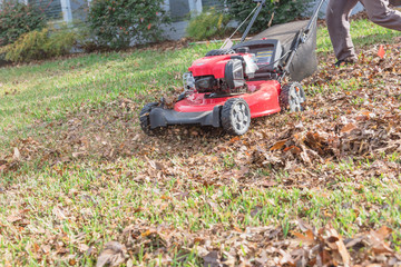 Senior Asian man pushing gasoline lawn mower doing lawn care leaves mulch in Texas, USA