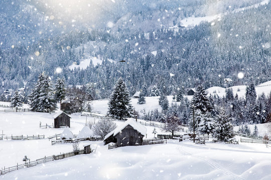 Scenic winter landscape with snowy fir trees and small cottage. 
