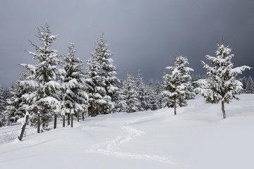 Scenic winter landscape with snowy fir trees and small cottage. 